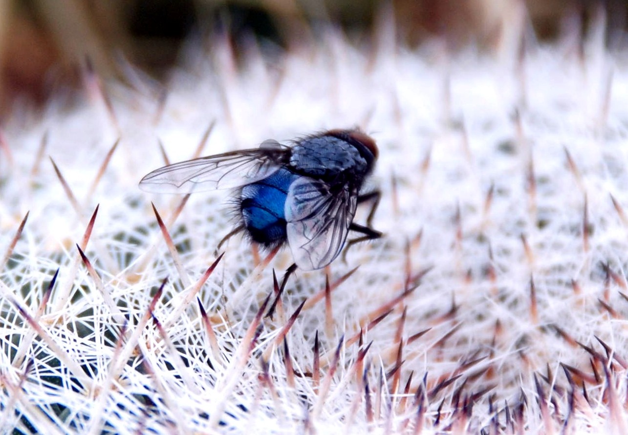 Calliphora sp. (Calliphoridae)
